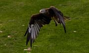 Red Kite36